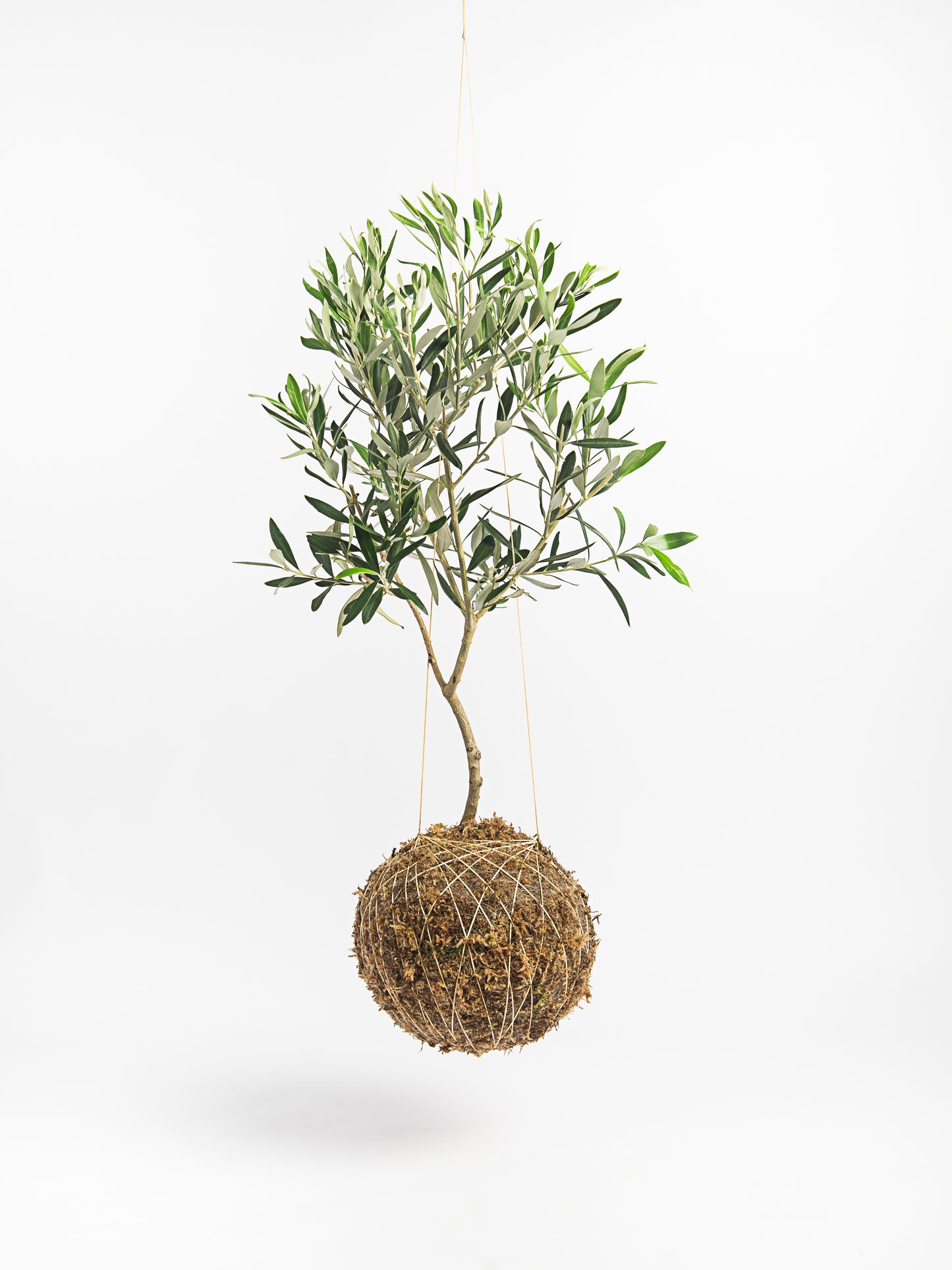 Oliveira em kokedama