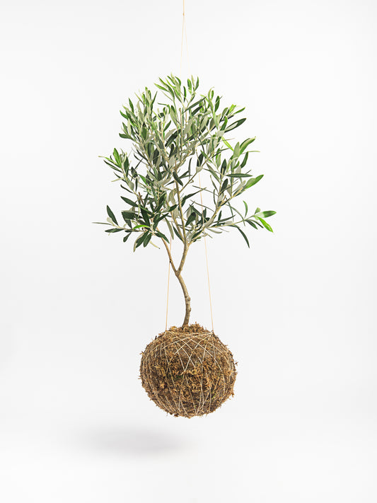 Oliveira em kokedama