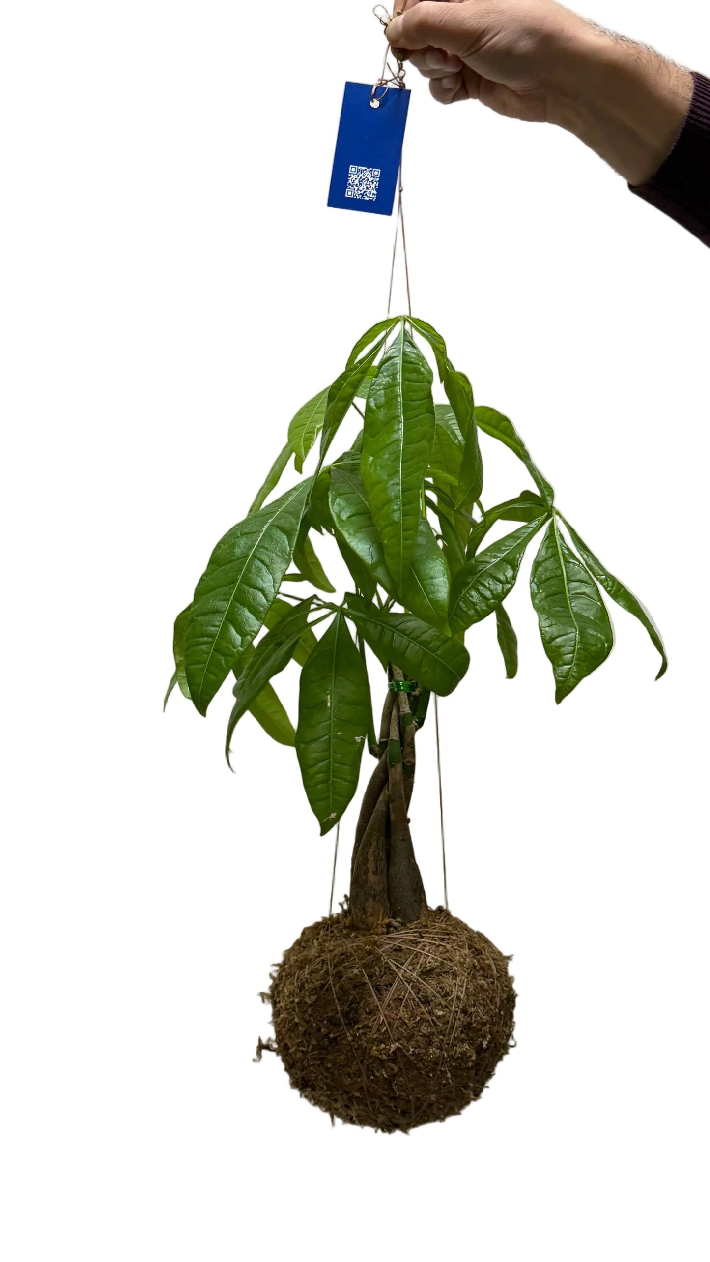 Pachira aquática | 'Árvore-do-Dinheiro'