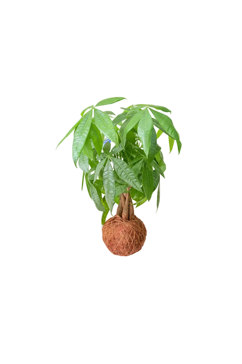 Pachira aquática kokedama