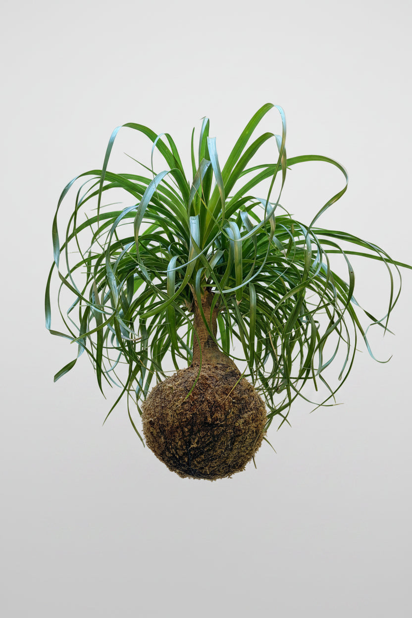 kokedama pata de elefante
