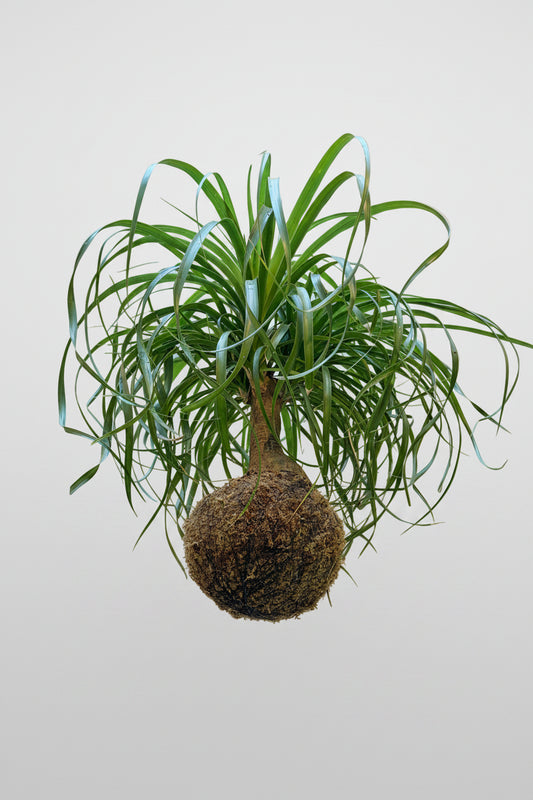kokedama pata de elefante