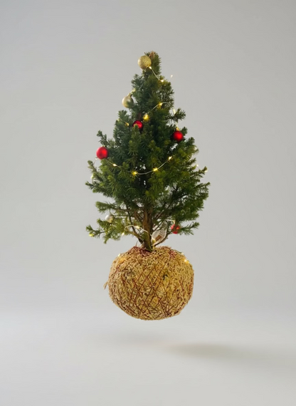 Pinheiro de Natal Kokedama