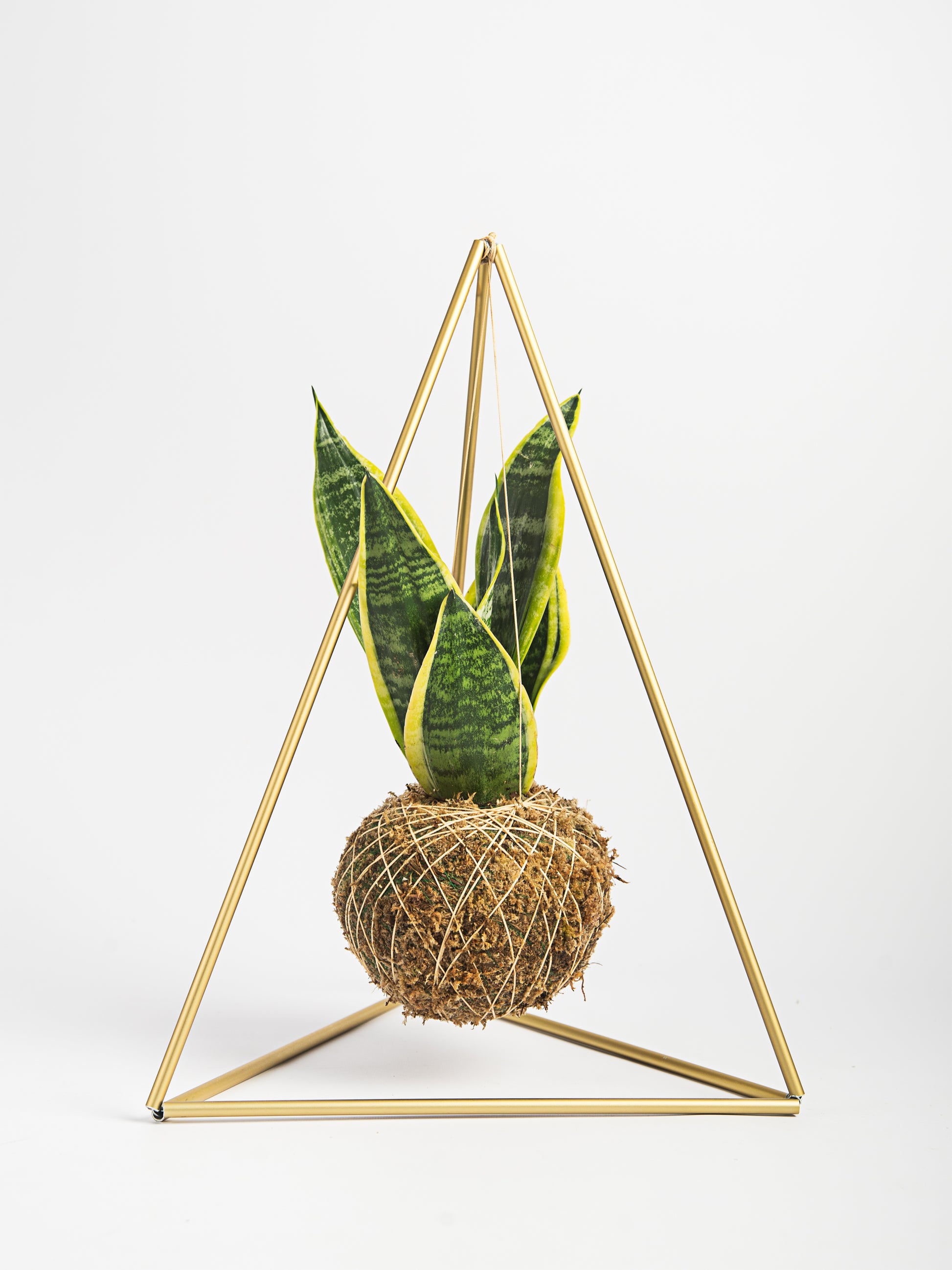 Pirâmide com Kokedama Espada de São Jorge