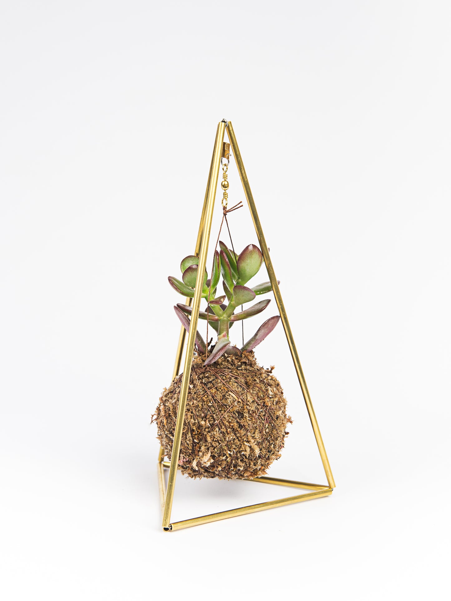 piramide mini suculenta