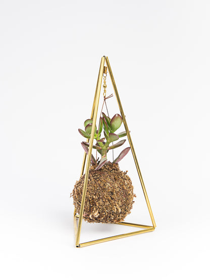 piramide mini suculenta