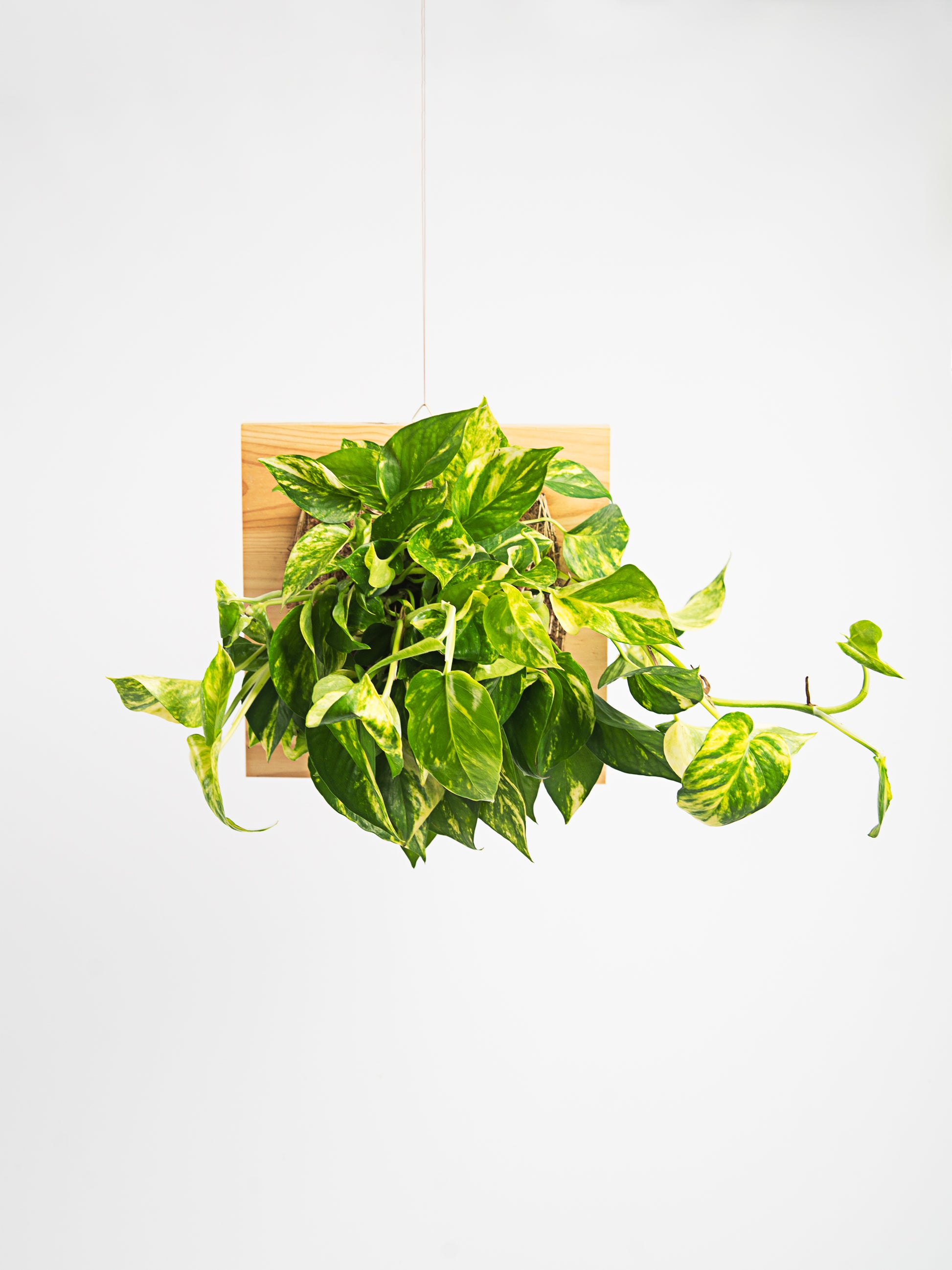 Epipremnum Aureum