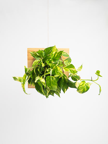 Epipremnum Aureum