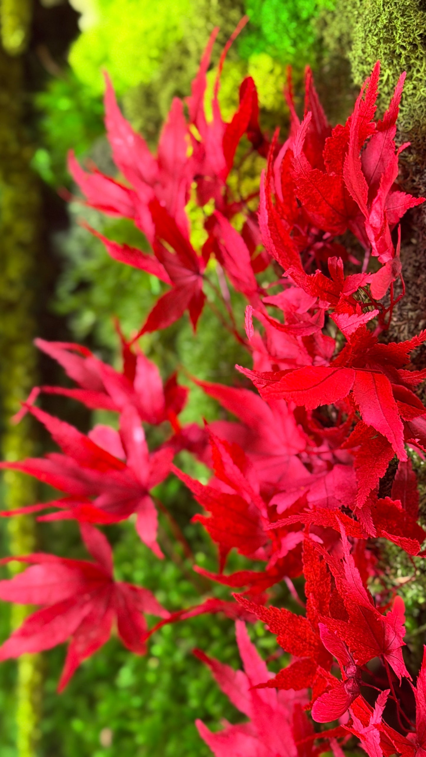 flor e musgo preservado