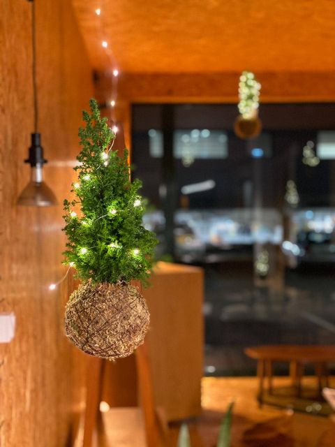 kokedama pinheiro de natal