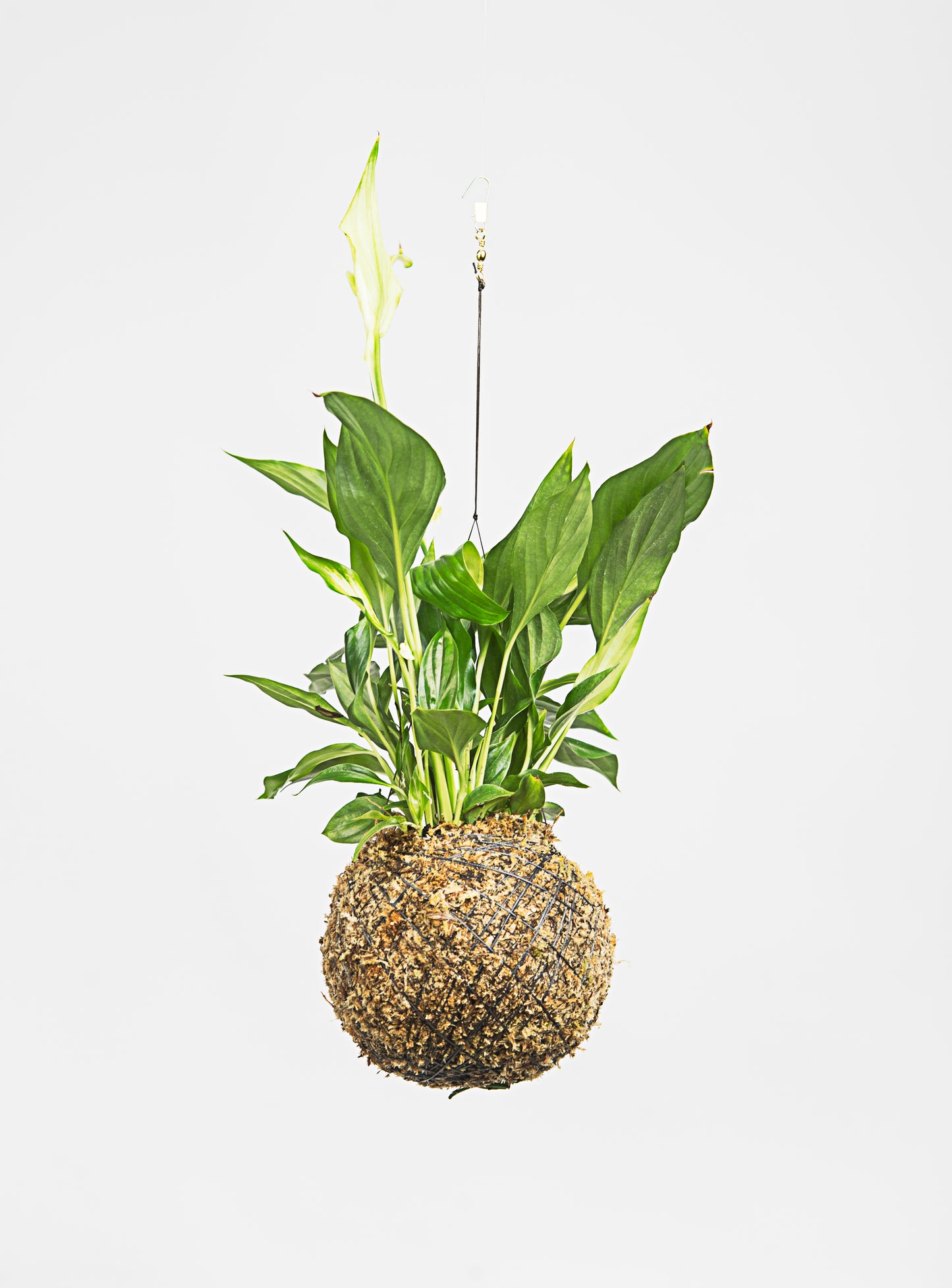 kokedama Spathiphyllum wallisii