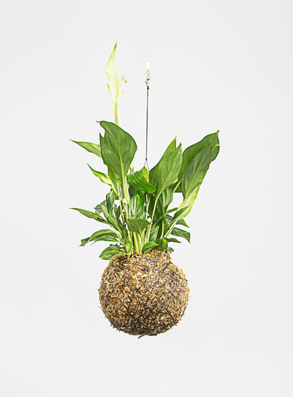 kokedama Spathiphyllum wallisii