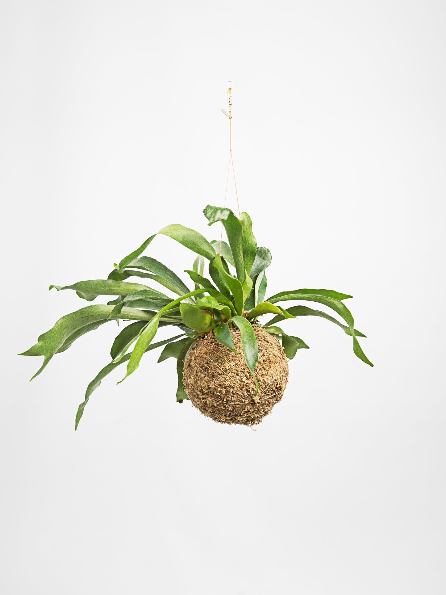 kokedama corno de veado