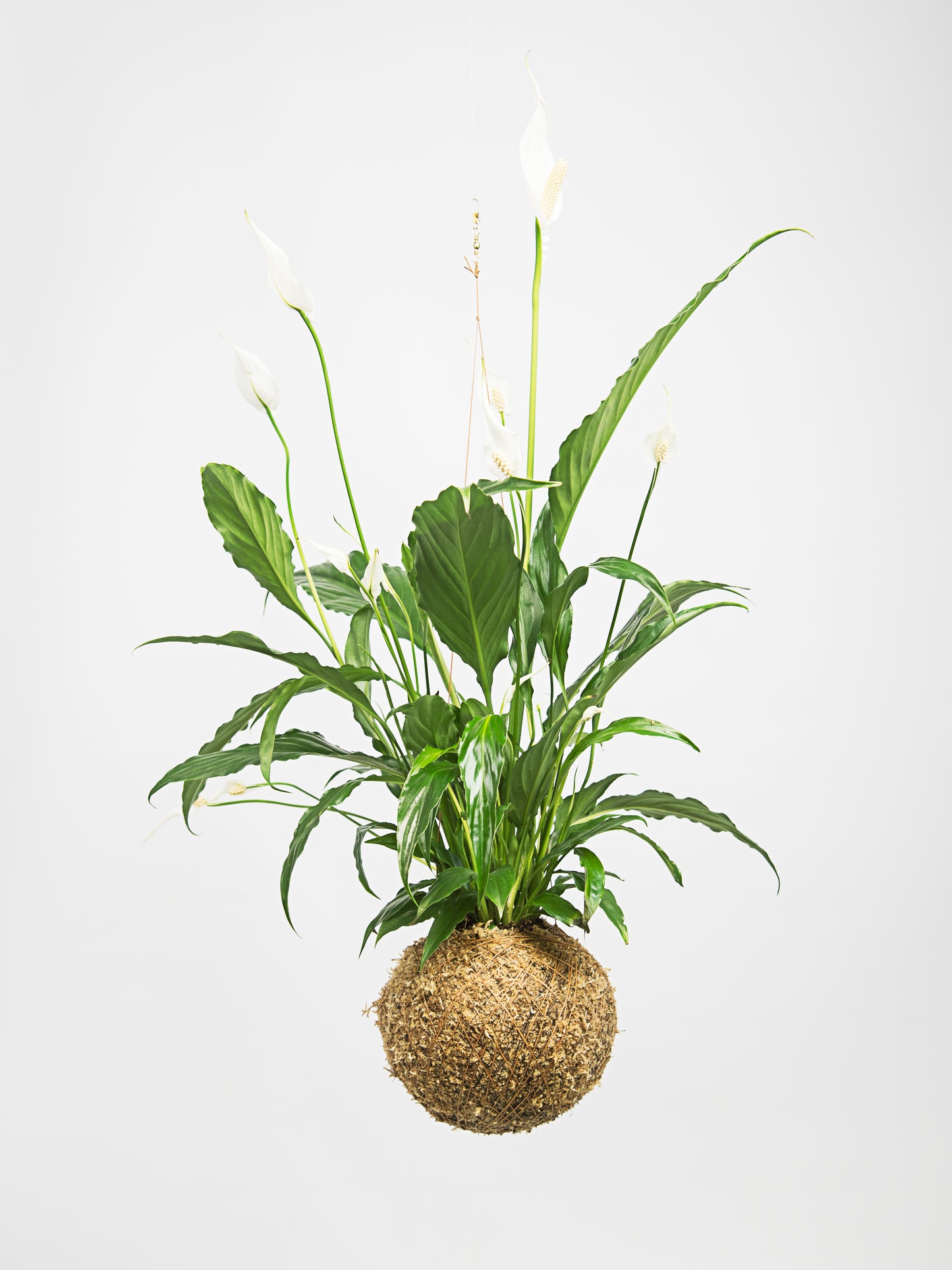 Lírio da Paz kokedama grande