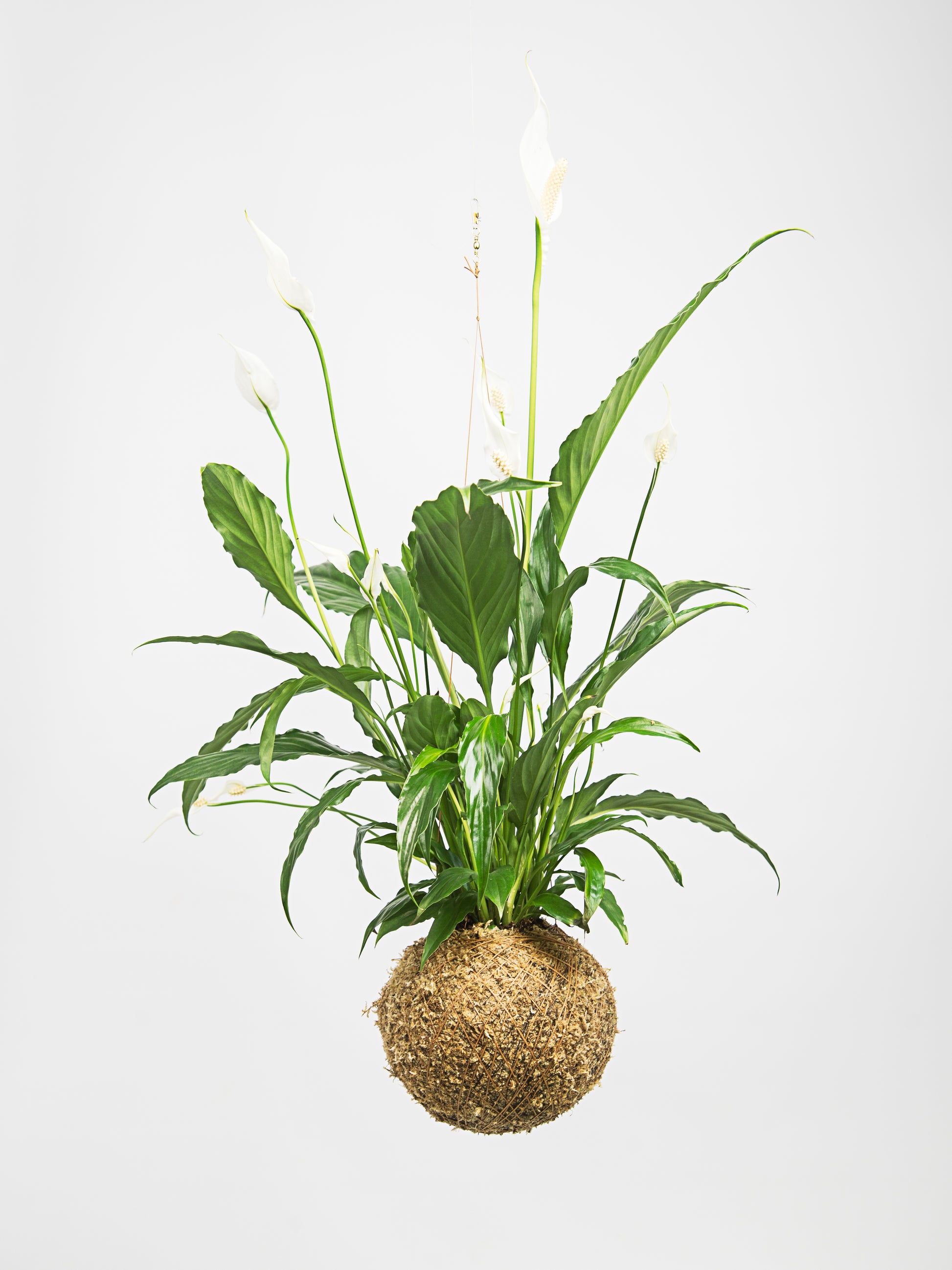 Lírio da Paz kokedama grande