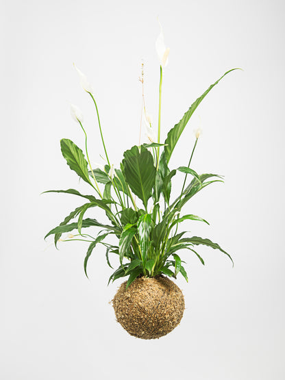Lírio da Paz kokedama grande