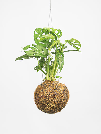 kokedama monstera adansonii
