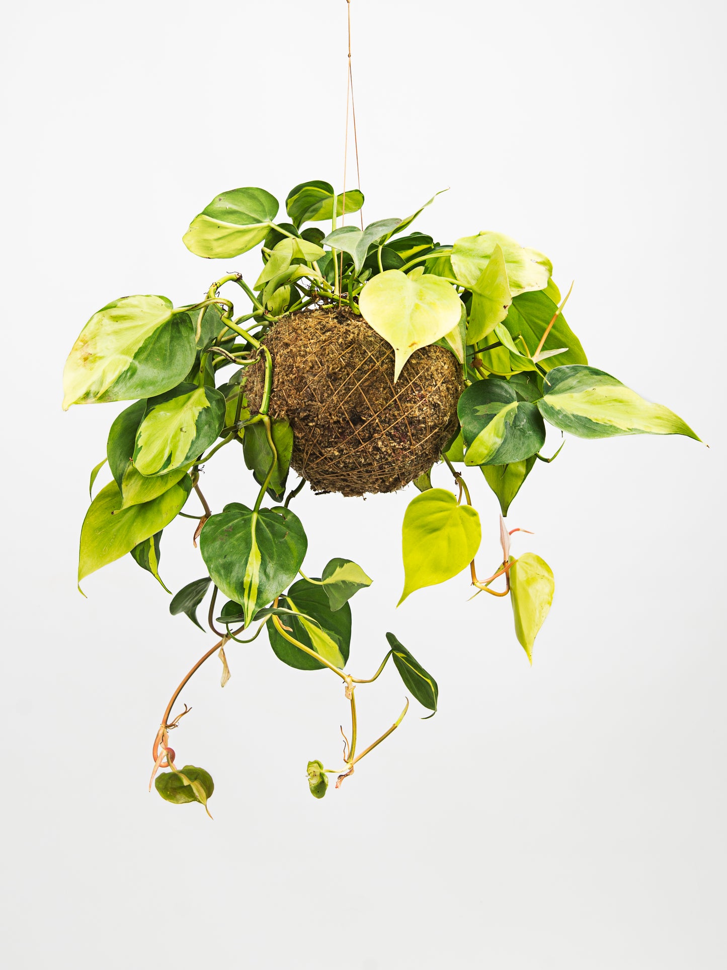 kokedama philodendron
