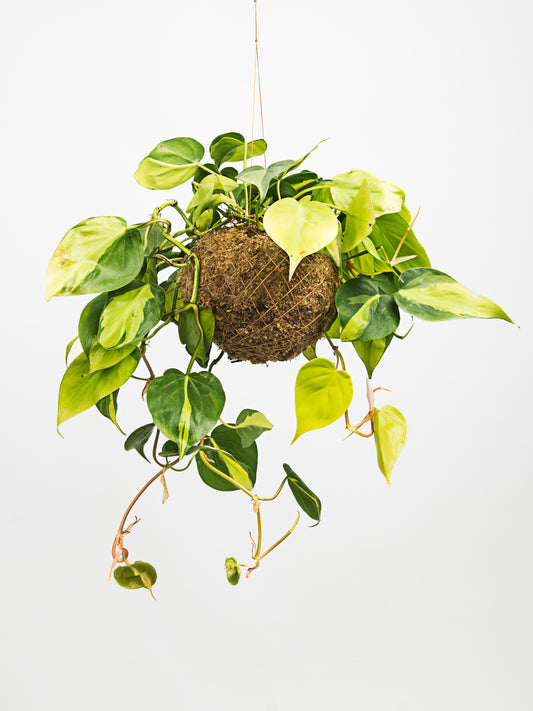 kokedama philodendron