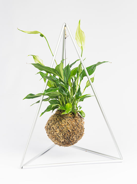 Kokedama piramide lirio da paz