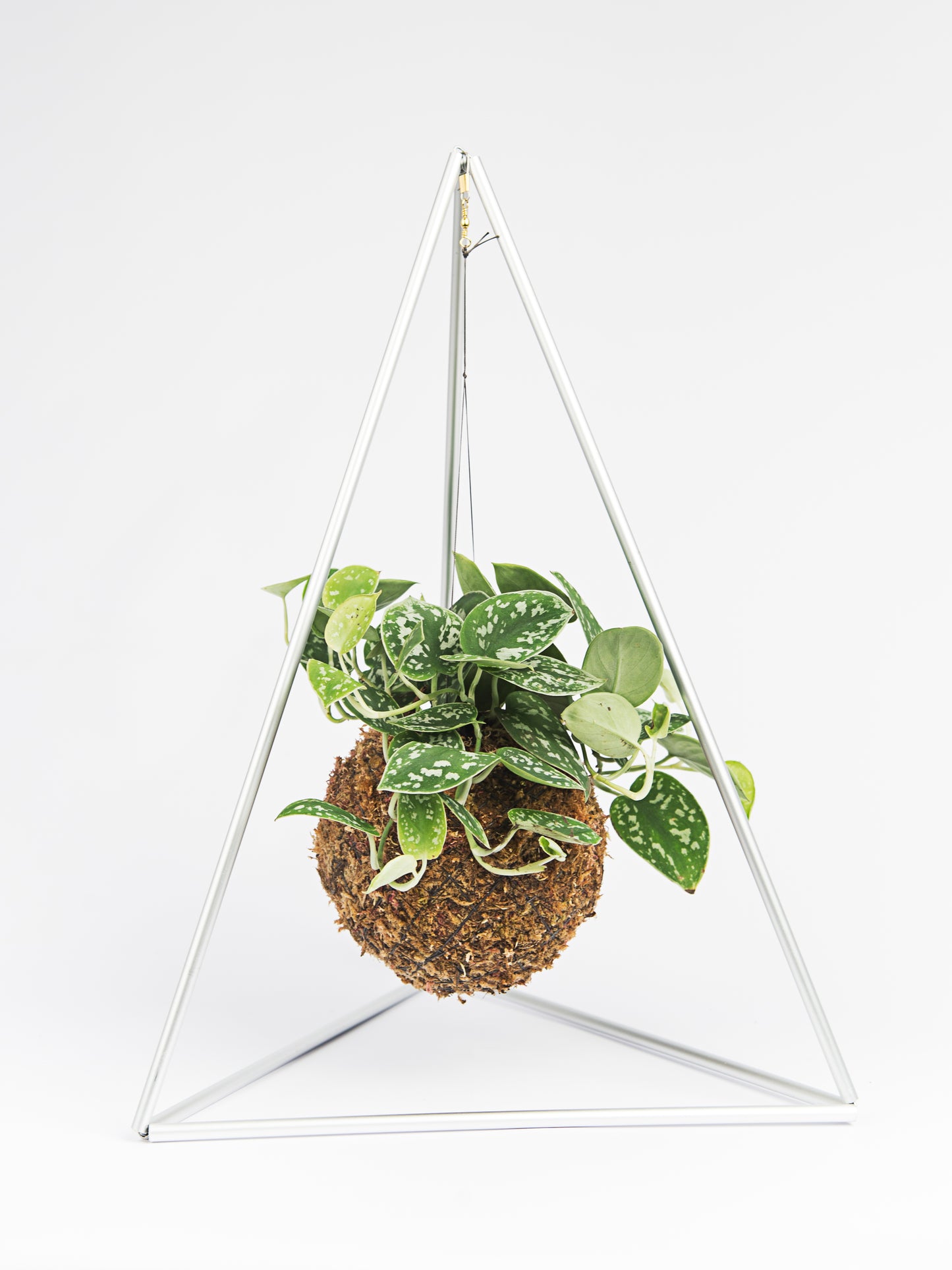 kokedama piramide pictus