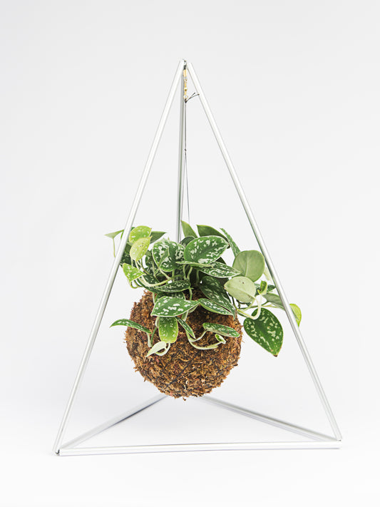 kokedama piramide pictus
