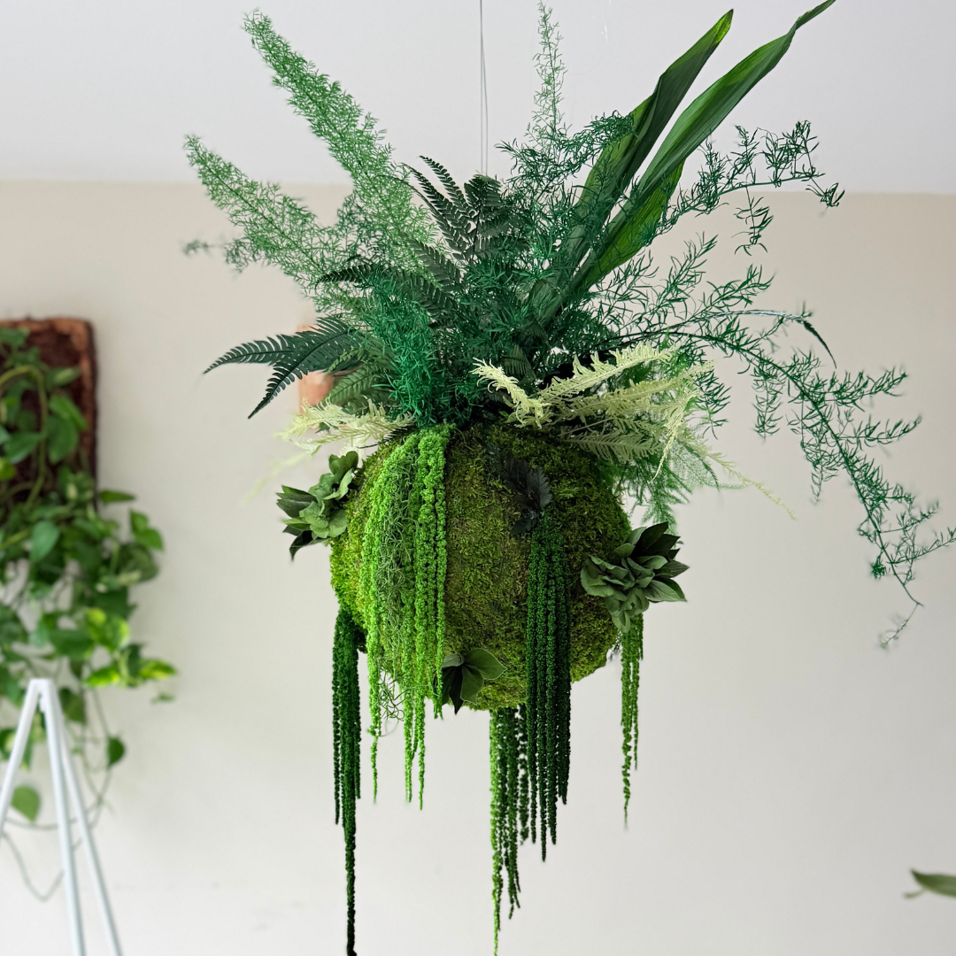 Kokedama preservado Colecção TERRAE