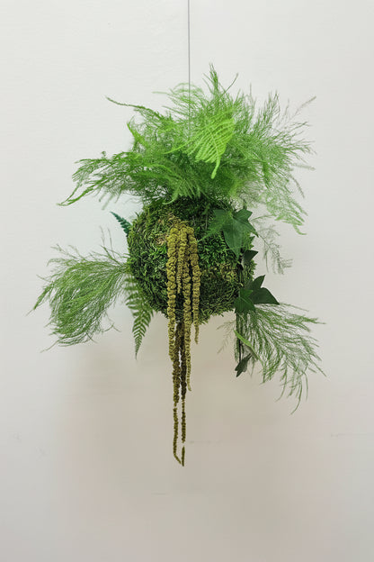 kokedama preservado musgo fetos