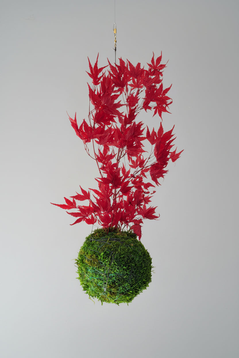 kokedama preservado Acer Palmatum