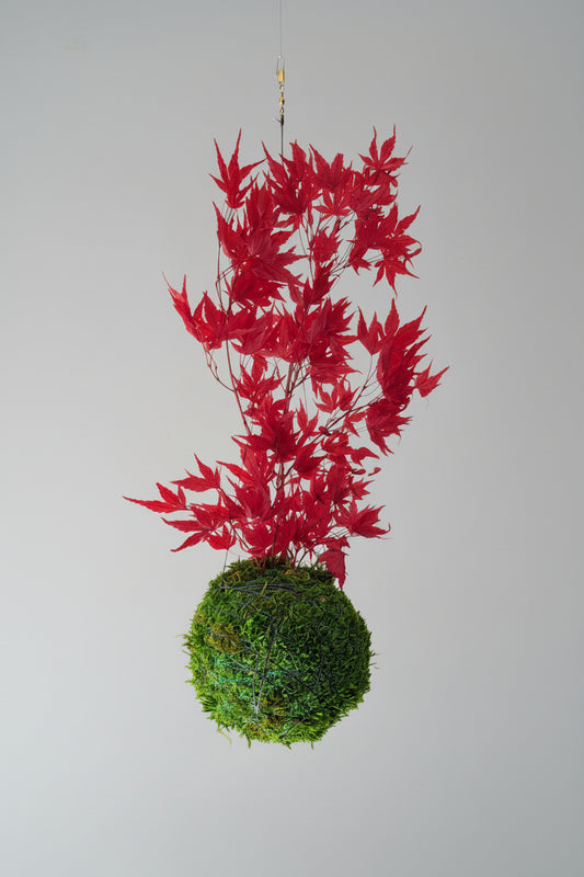 kokedama preservado Acer Palmatum