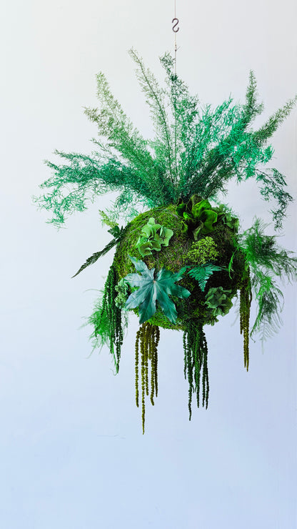 Kokedama preservado Colecção TERRAE