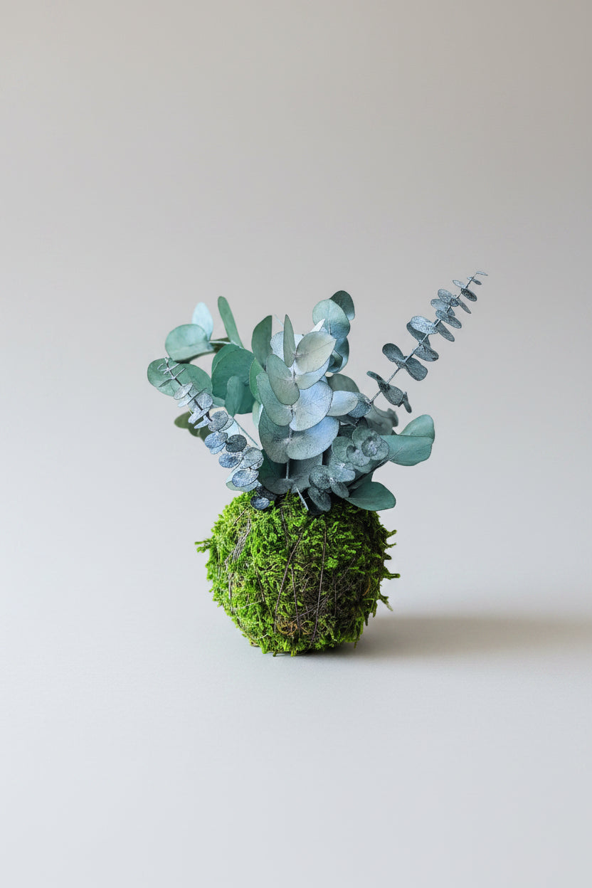kokedama preservado eucalipto baby blue