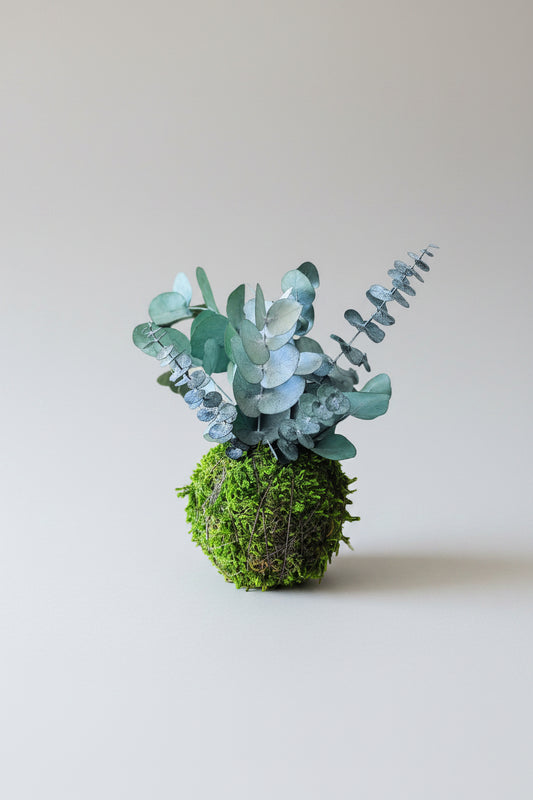 kokedama preservado eucalipto baby blue