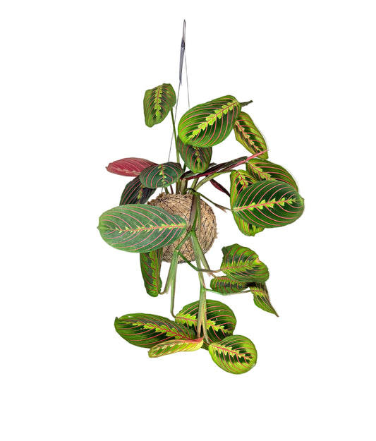 Maranta leuconeura
