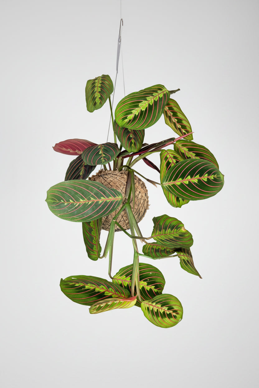 kokedama maranta
