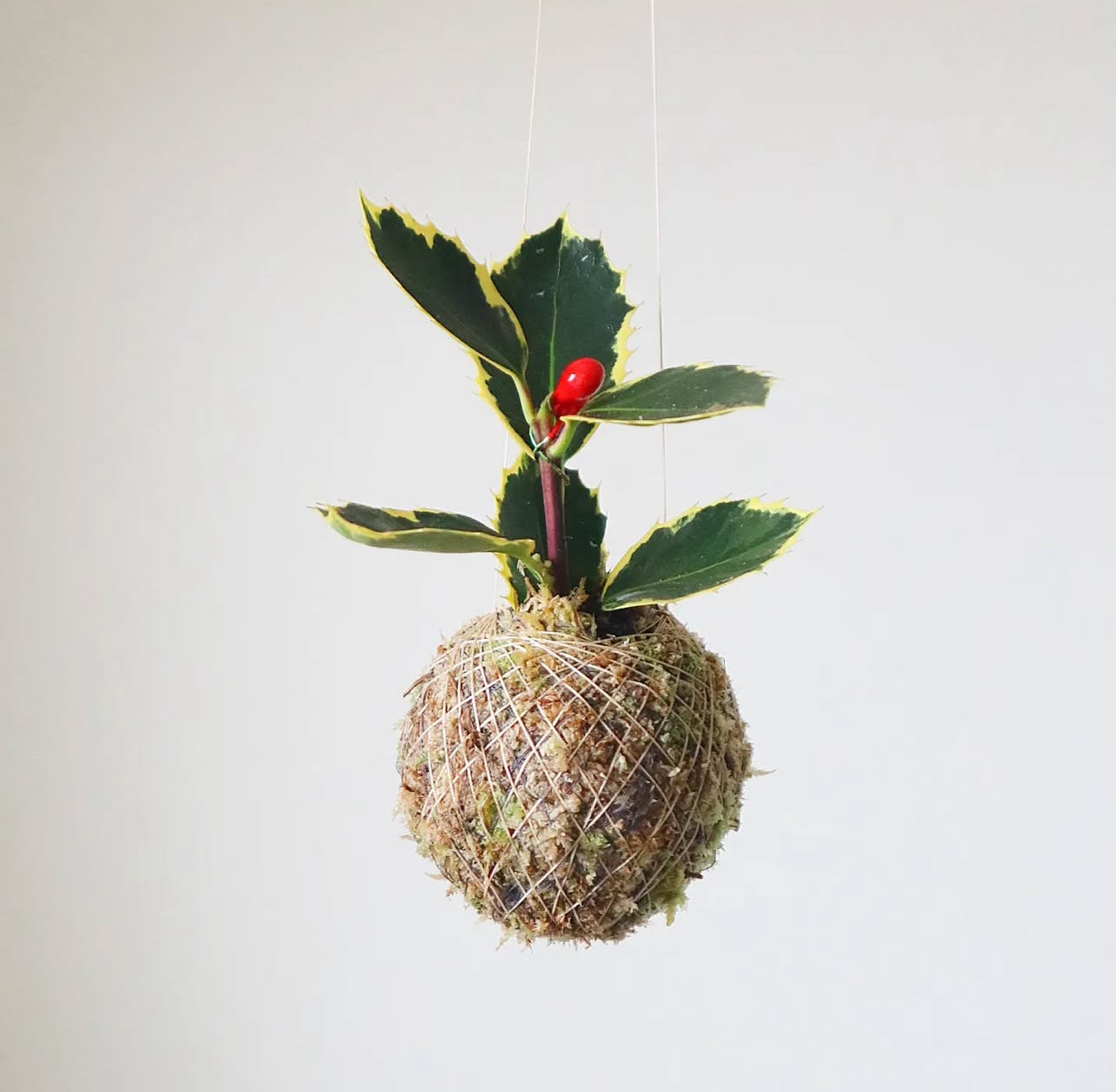 Ilex | Mini azevinho de Natal