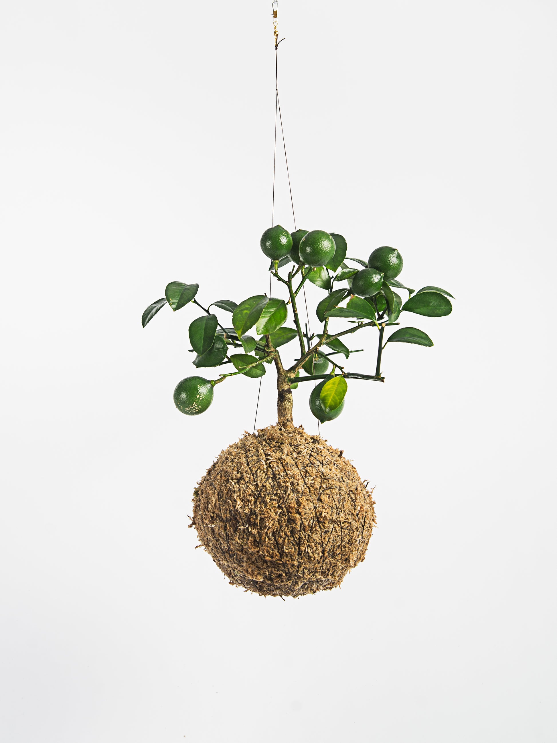 Mini limoeiro kokedama 