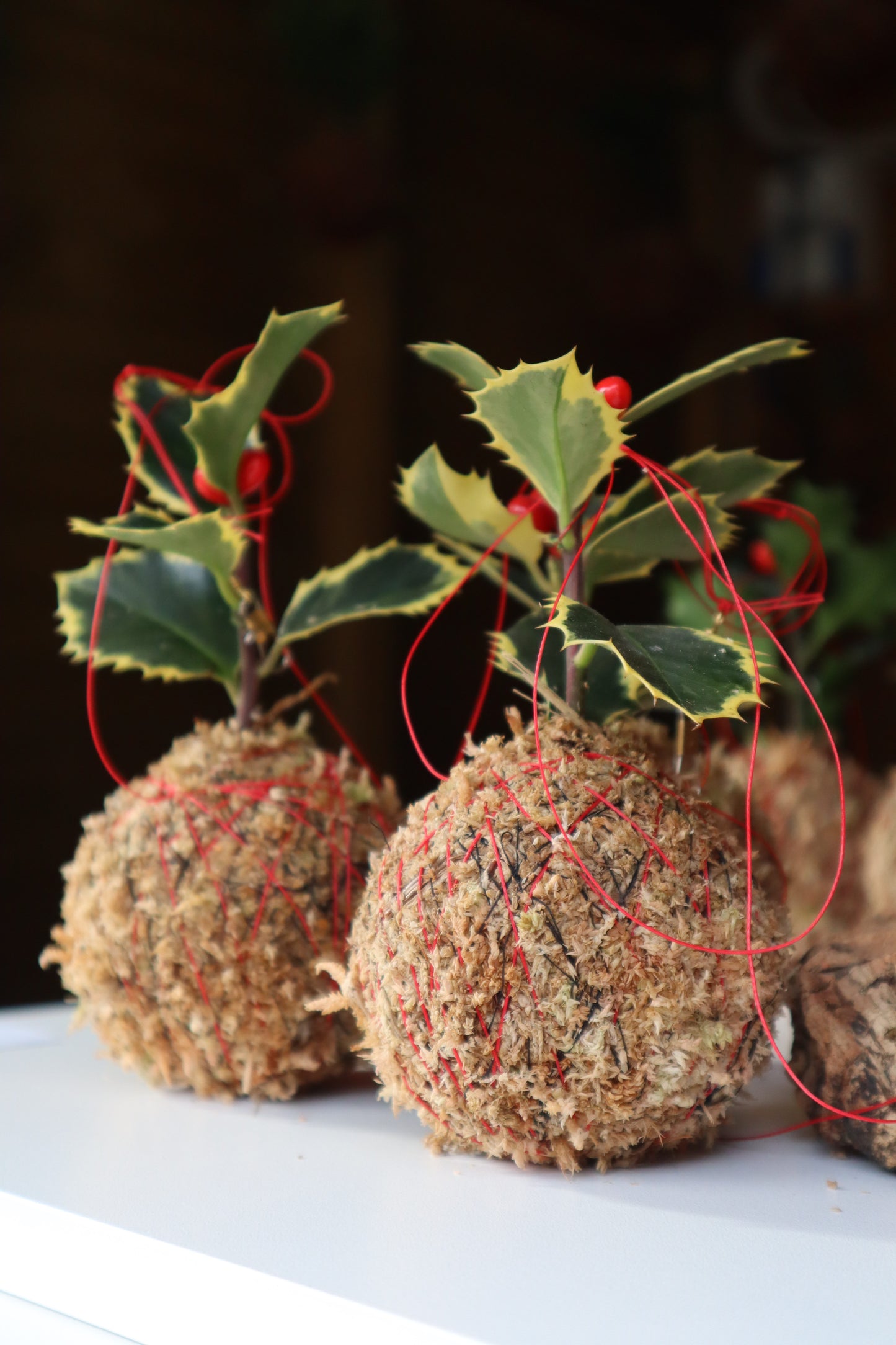 Ilex | Mini azevinho de Natal