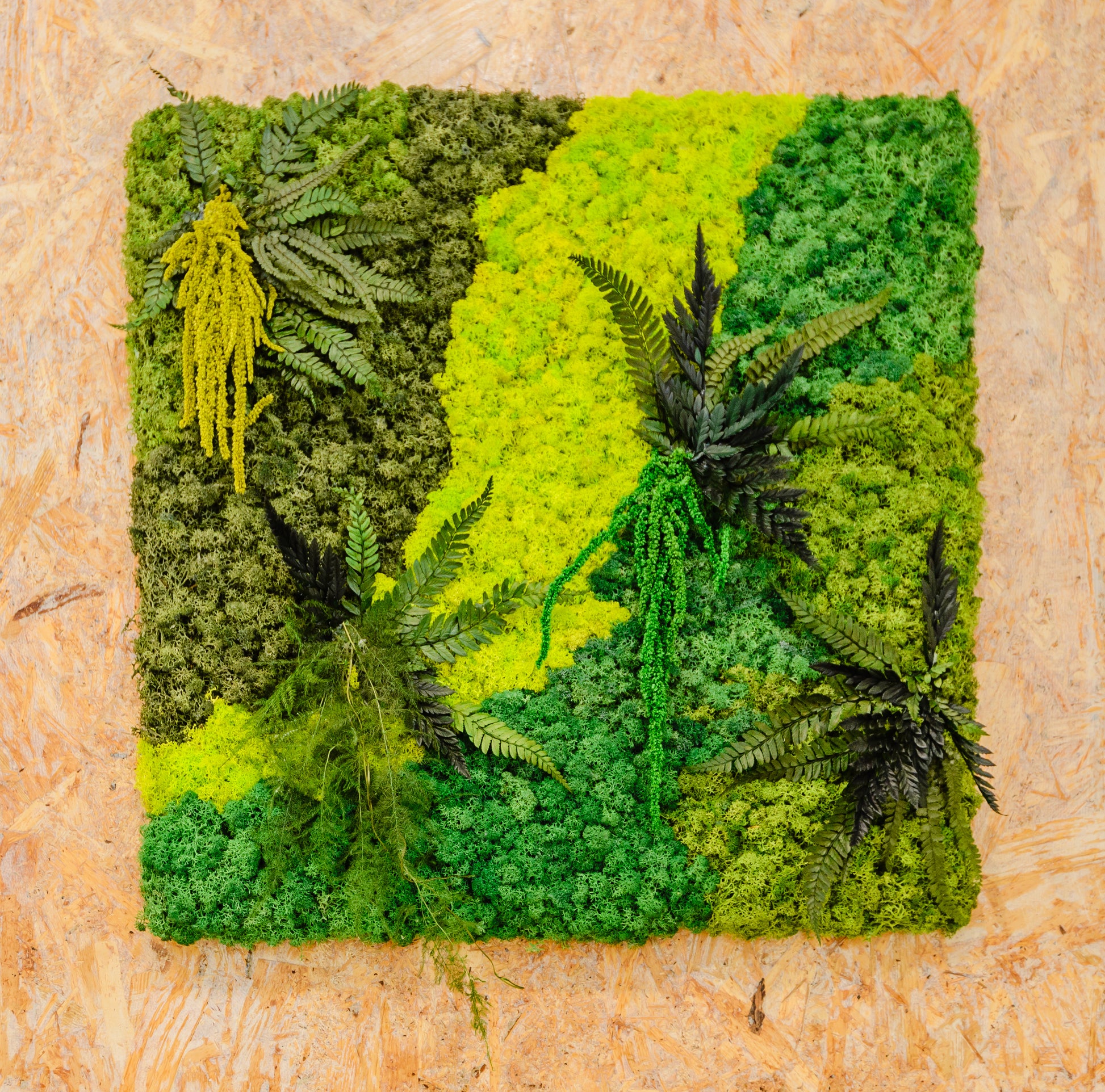 Molduras / painéis / jardins verticais e revestimentos com musgo e plantas preservadas