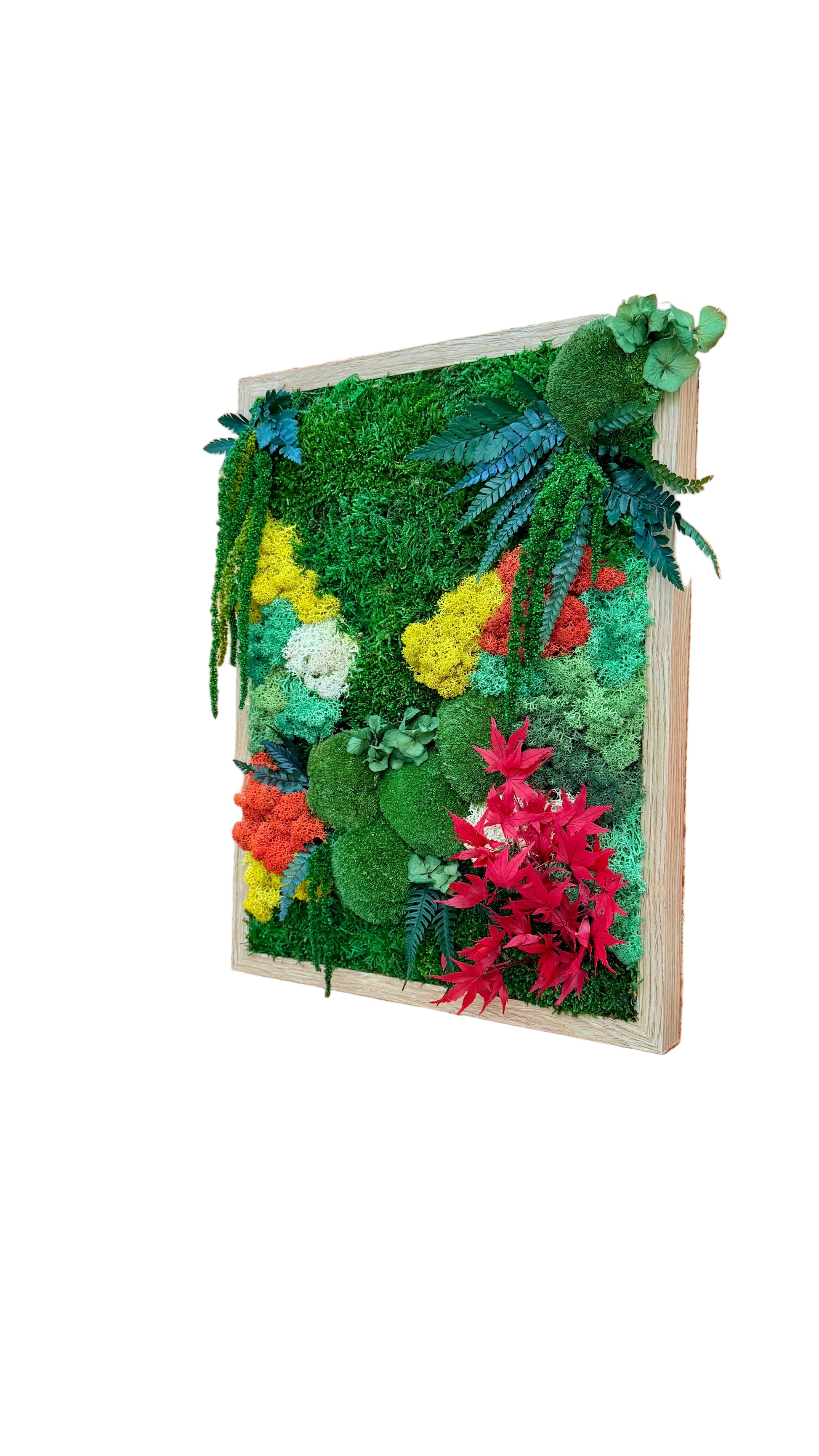 Moldura de musgo preservado com acer e plantas preservadas