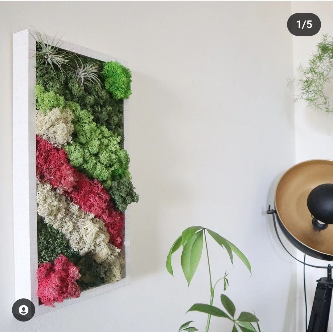 Molduras / painéis / jardins verticais e revestimentos com musgo e plantas preservadas
