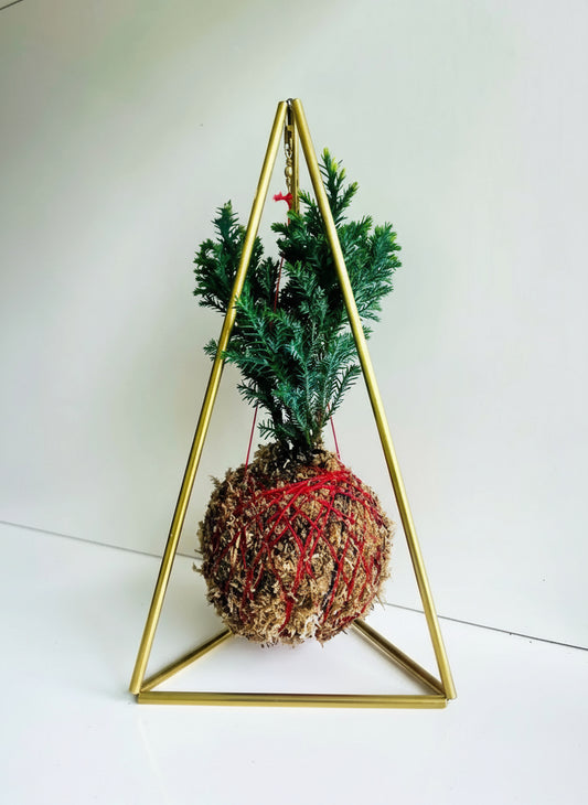 kokedama piramide 