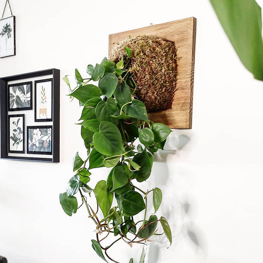 Quadro Vivo com Philodendron scadens
