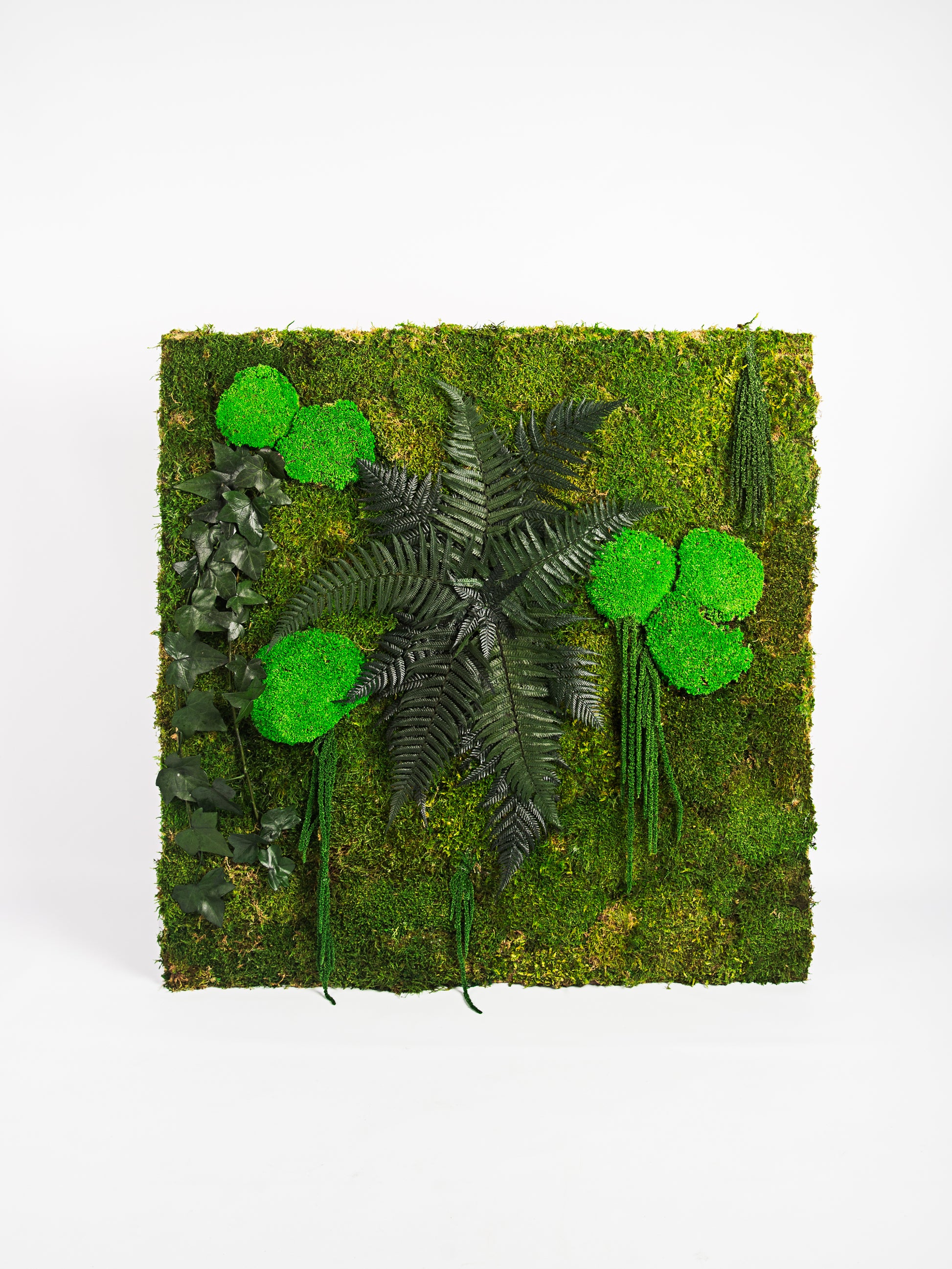 Molduras / painéis / jardins verticais e revestimentos com musgo e plantas preservadas