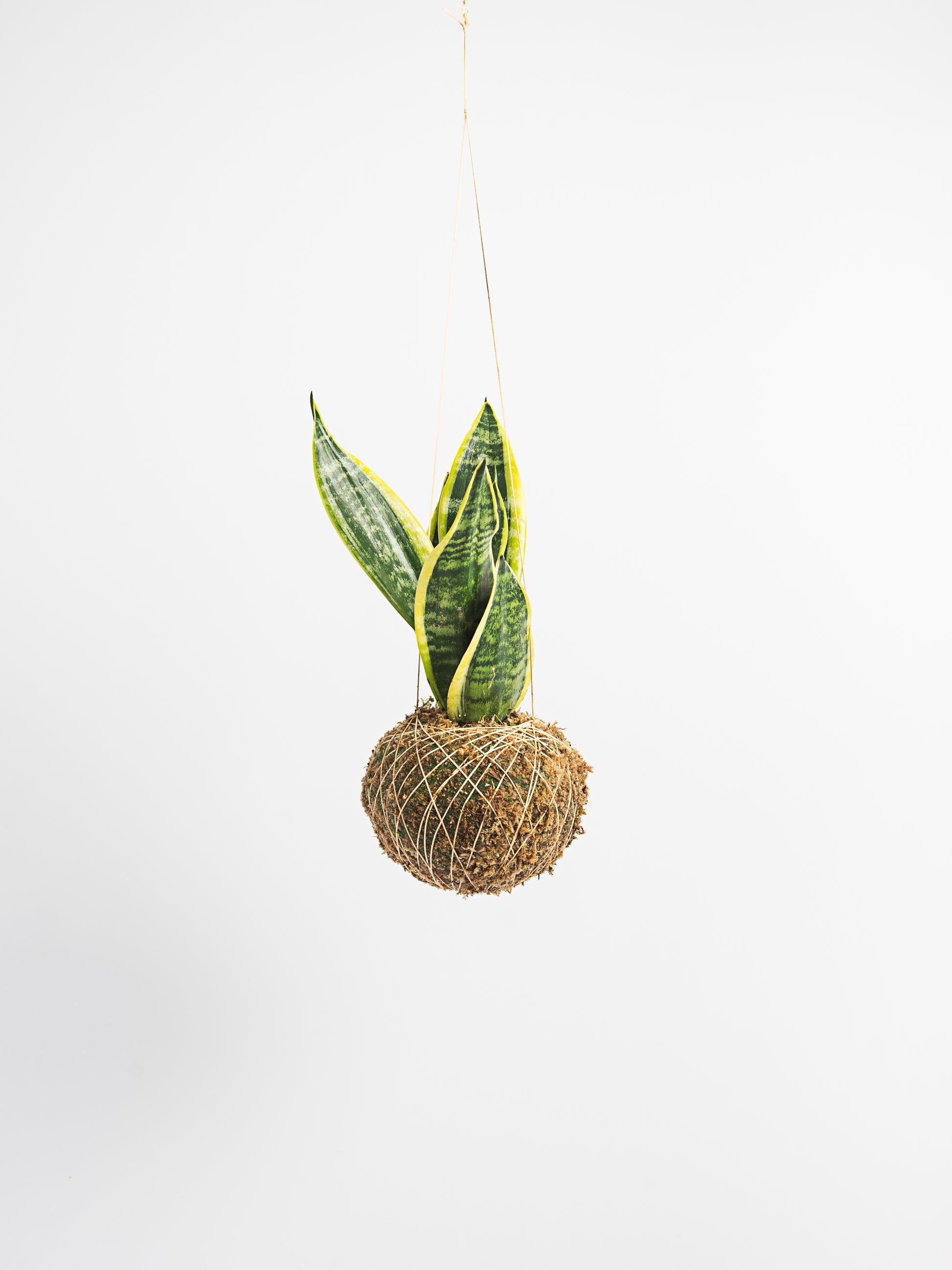 sansevieria hanging Sansevieria trifasciata