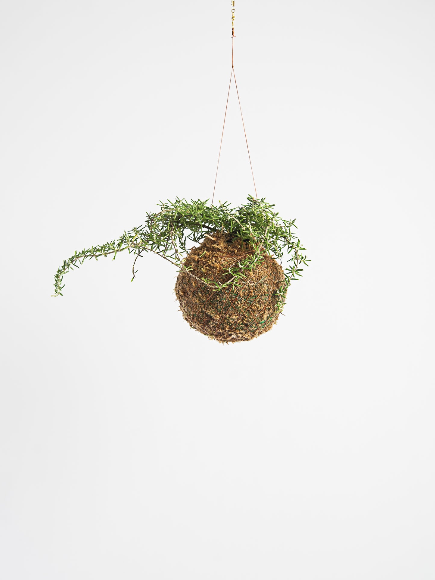 Aromática - Rosmarinus officinalis prostratus - Alecrim