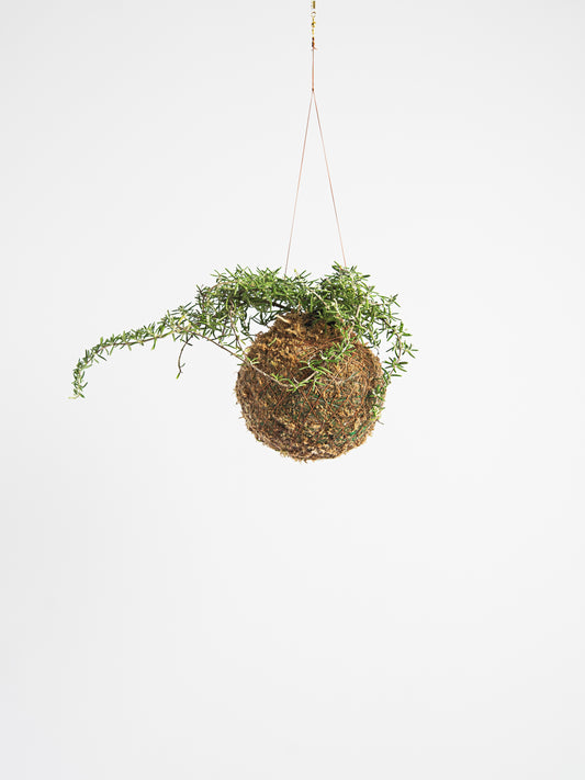 Aromática - Rosmarinus officinalis prostratus - Alecrim