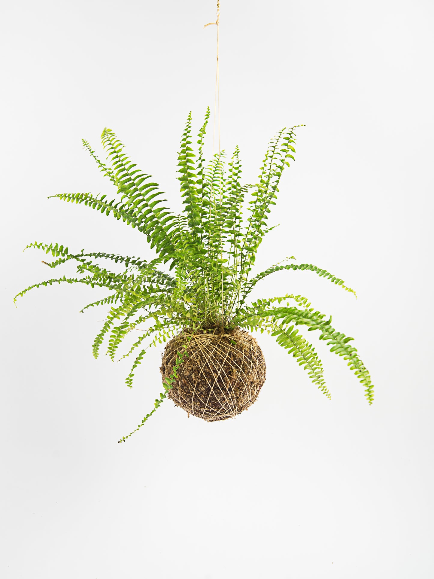 Nephrolepis Exaltata - Feto Samambaia