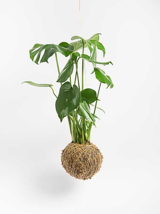 Monstera Deliciosa - Costela de Adão