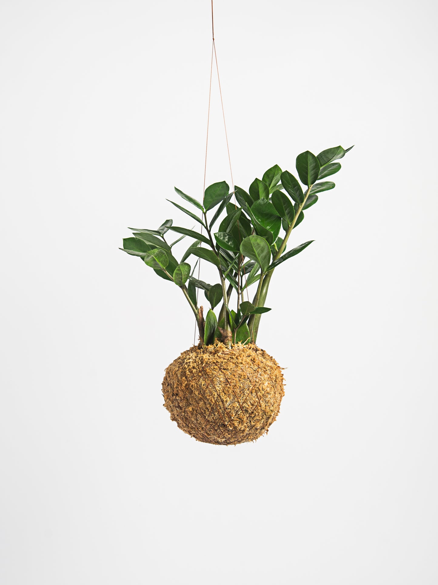 Zamioculca Zamiifolia